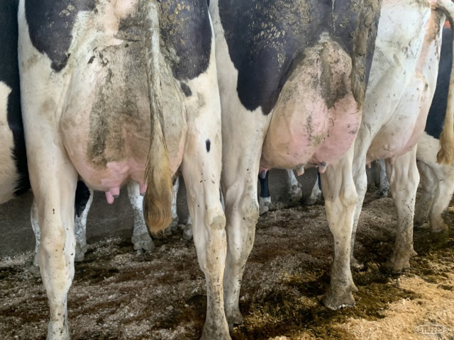 (23 Head) Holstein cows